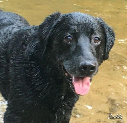 Dogs love the river